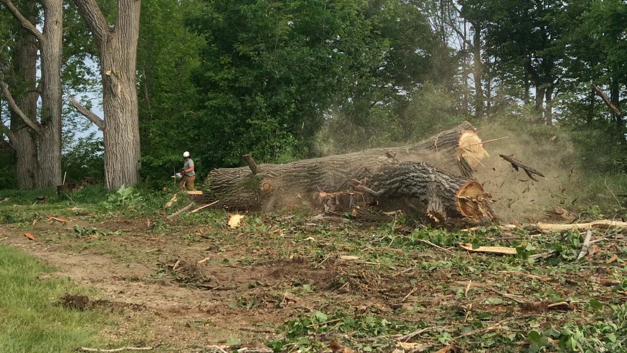 New Jersey tree removal service cutting down a huge tree action photo of it falling