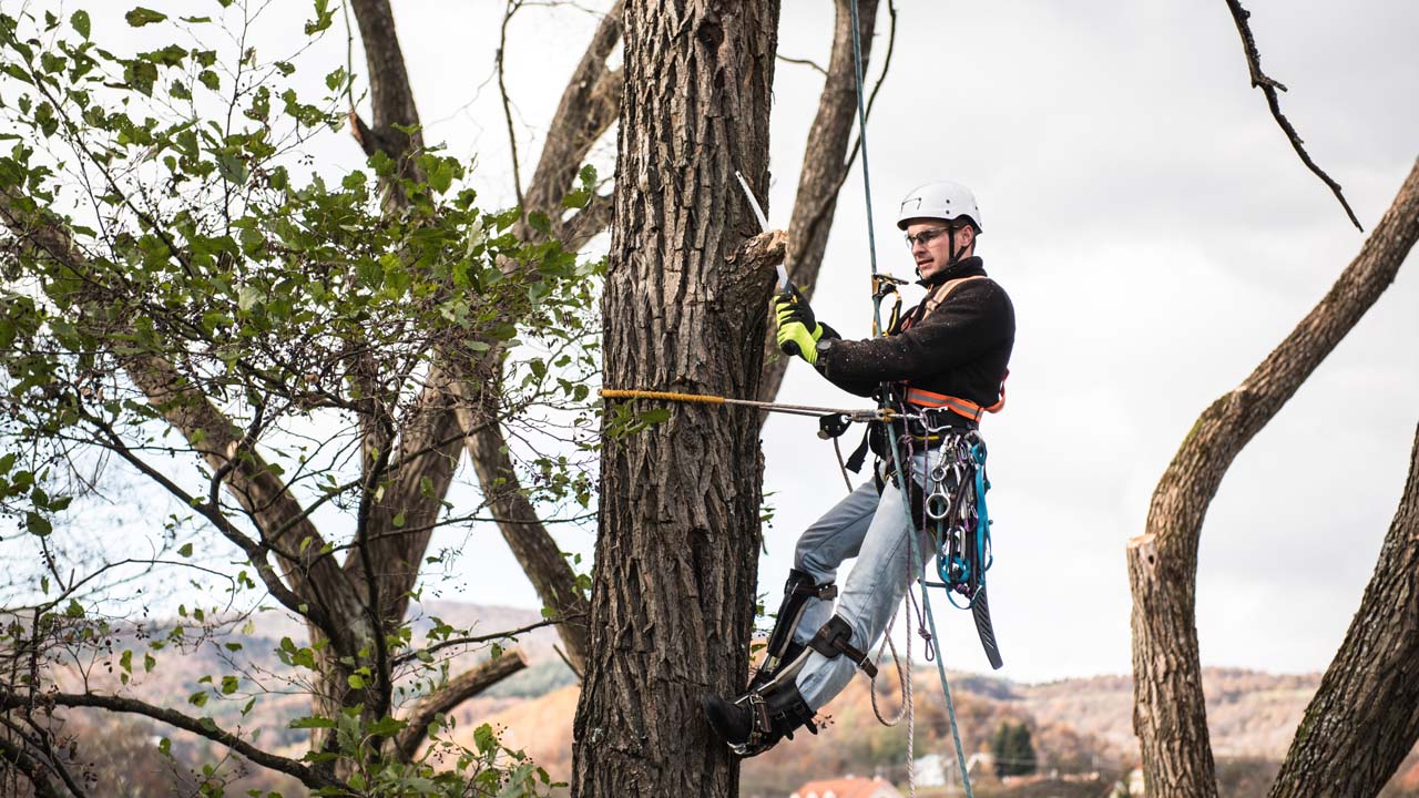 New Jersey Tree Removal Business cutting down a tree while hanging by ropes