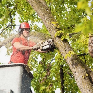 New Jersey tree removal experts cutting down a tree while in a bucket truck