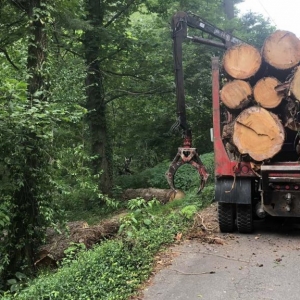 NJ local tree removal business hauling away cut down tree trunks in a big truck with claw