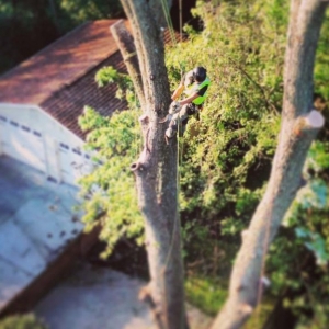 NJ local tree service near me cutting down a tree from the top climbing with ropes