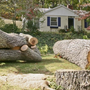 NJ tree removal service local company cuts down huge tree trunks
