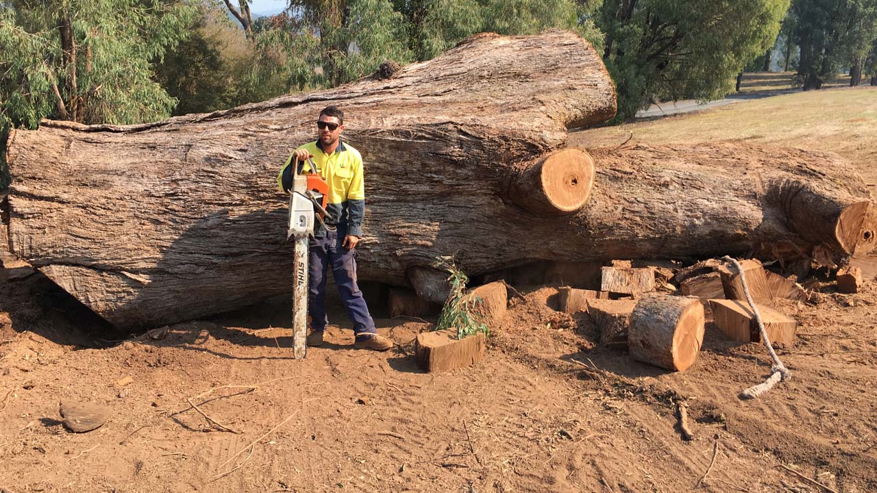 Tree service NJ worker standing in front of a giant cut down tree trunk