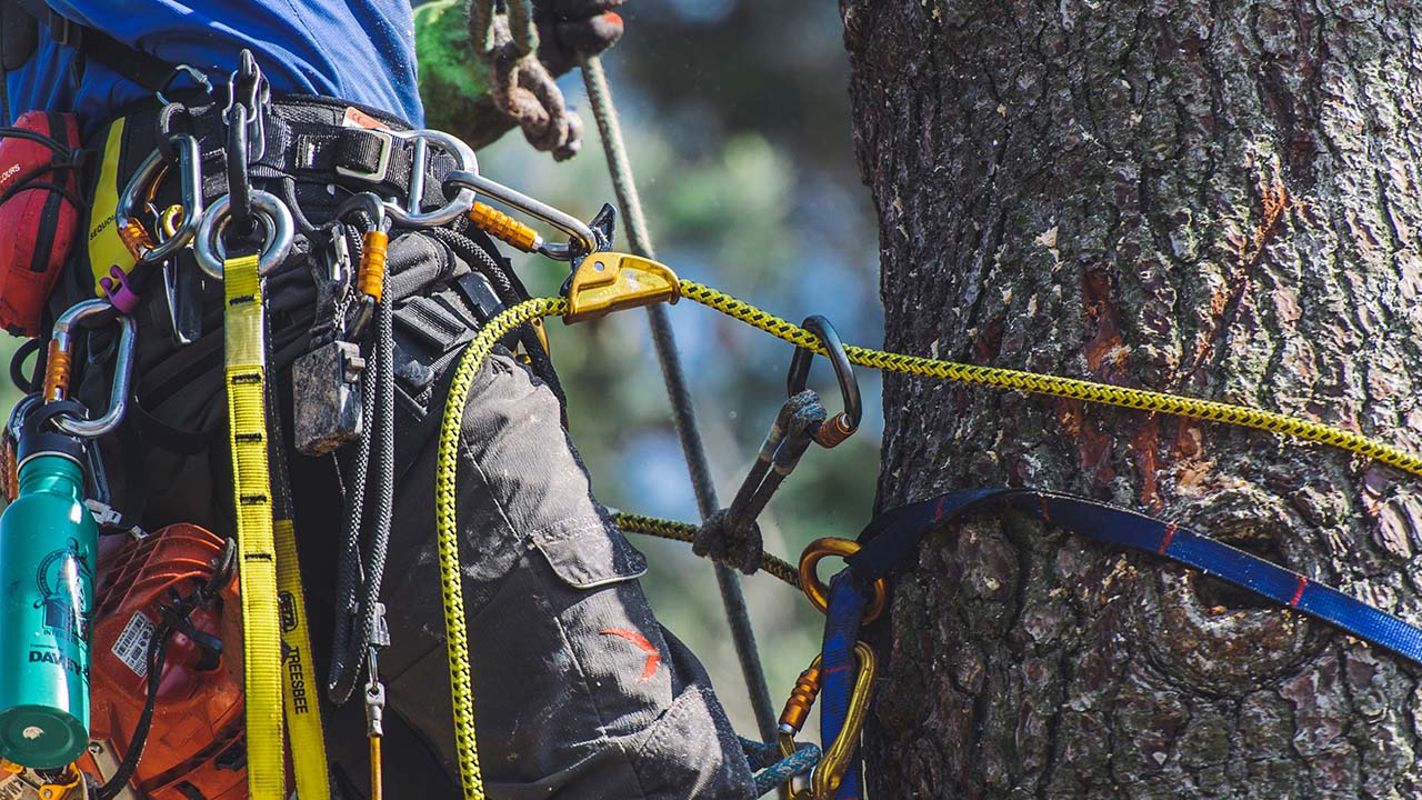 tree removal NJ closup of a workers climbing ropes