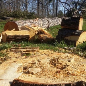 tree removal service New Jersey closup view of cut down tree trunks