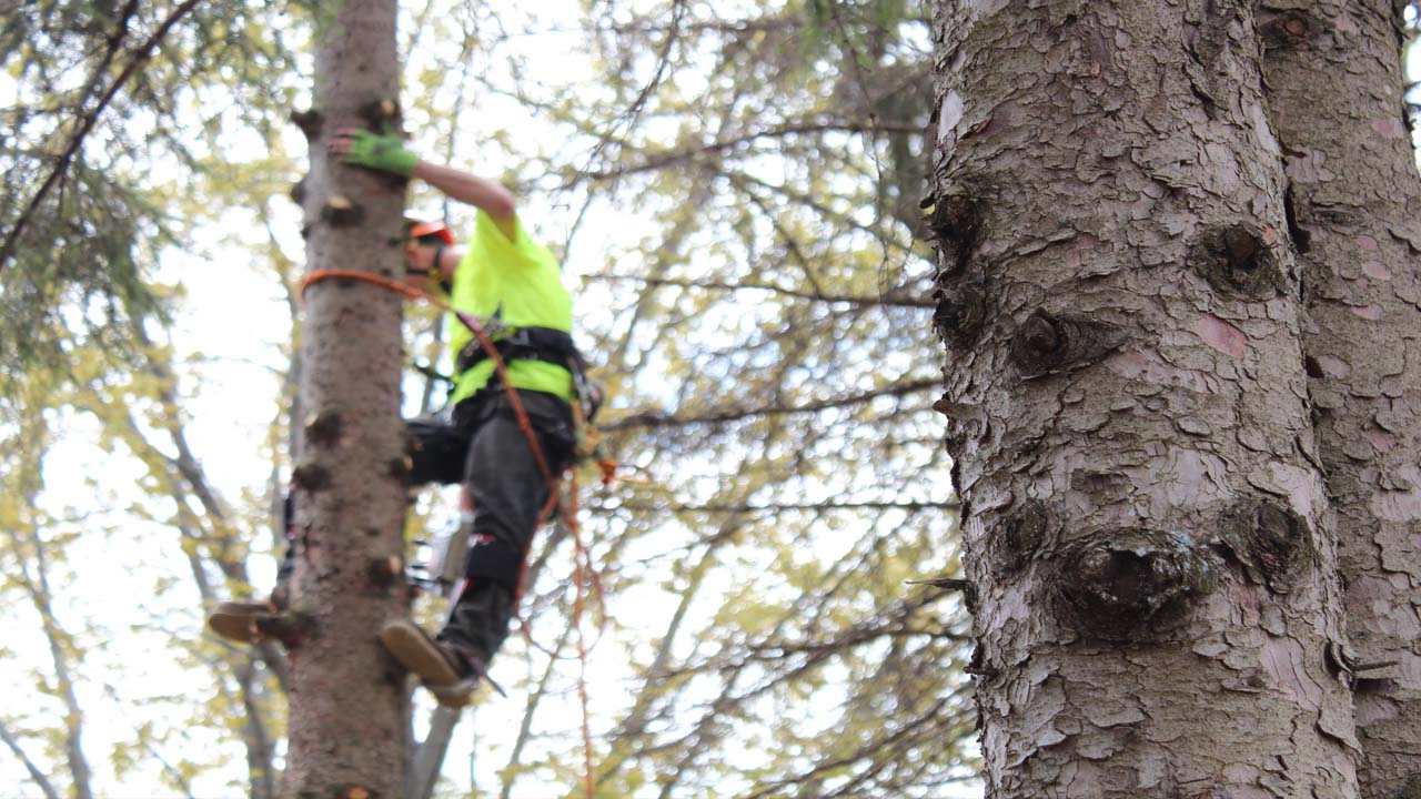 tree service NJ view of a tree climber