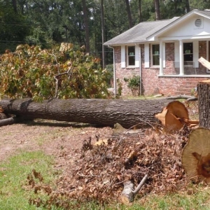 NJ tree service near me pic of a cut down tree cut into pieces in a front yard