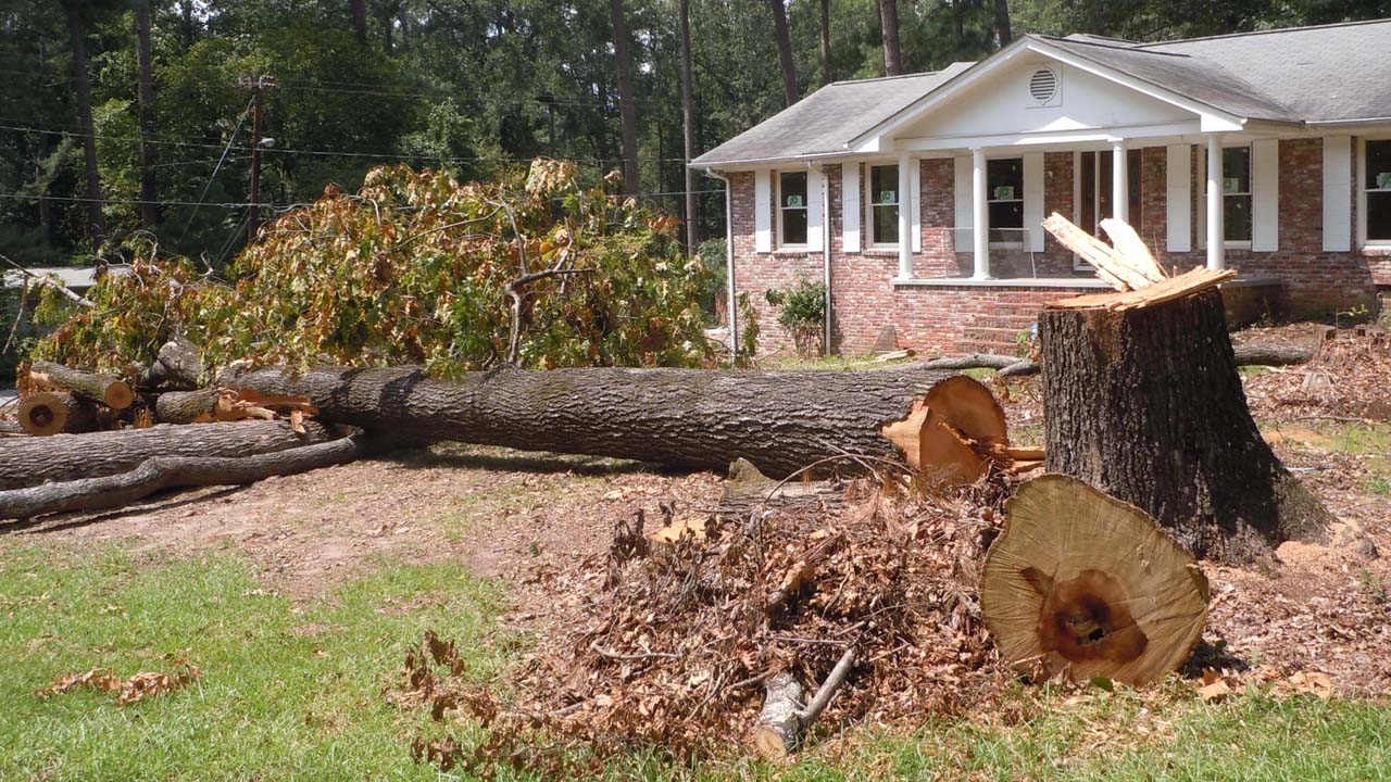NJ tree service near me pic of a cut down tree cut into pieces in a front yard