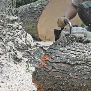 NJ local tree service near me closeup pic of cutting down a tree with a chainsaw