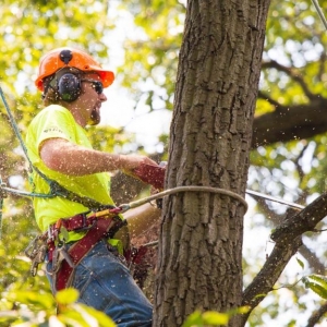 NJ Tree Service Closeup pic cutting a tree down with a chainsaw