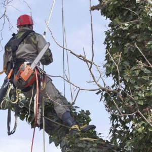 Tree removal service near me NJ worker hanging from a tree with chainsaw covered with ivy