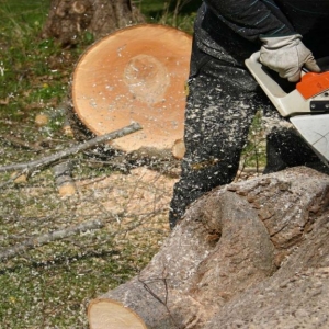 NJ tree removal service cutting into a tree trunk on the ground with a chainsaw closeup pic