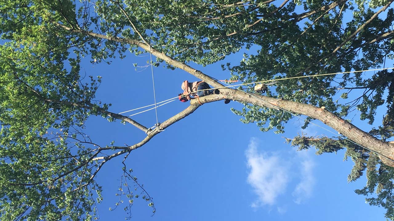 Tree Service NJ pic of tree service climbing a tree with ropes