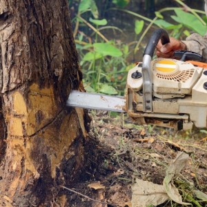 Tree Service NJ closeup pic of cutting down a tree with a chainsaw