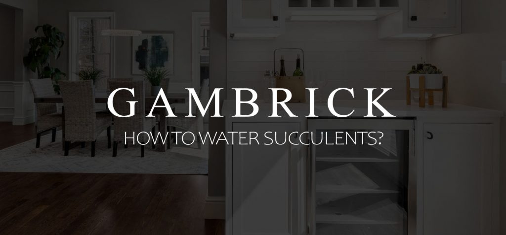 How to water succulents banner picture