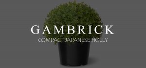 compact japanese holly banner pic