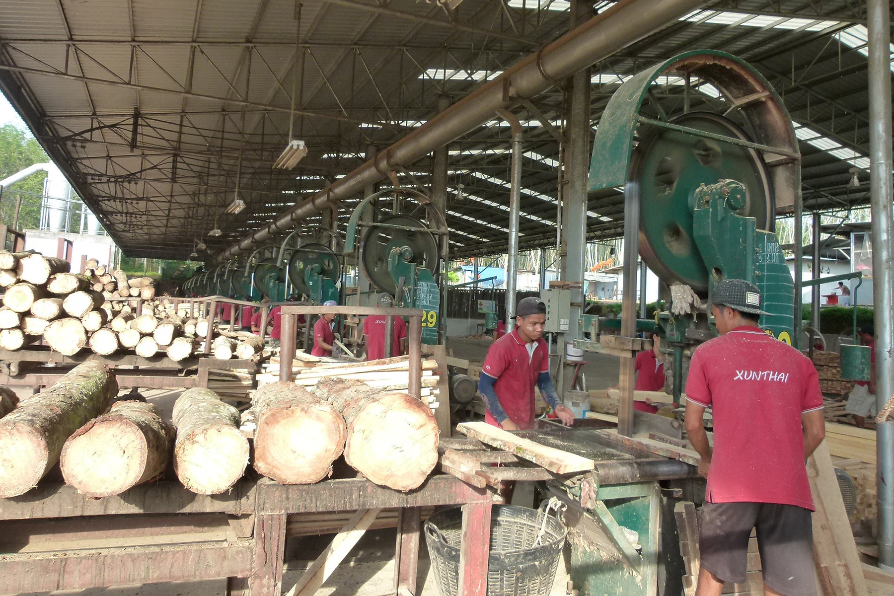 rubberwood parawood being cut and processed at the factory