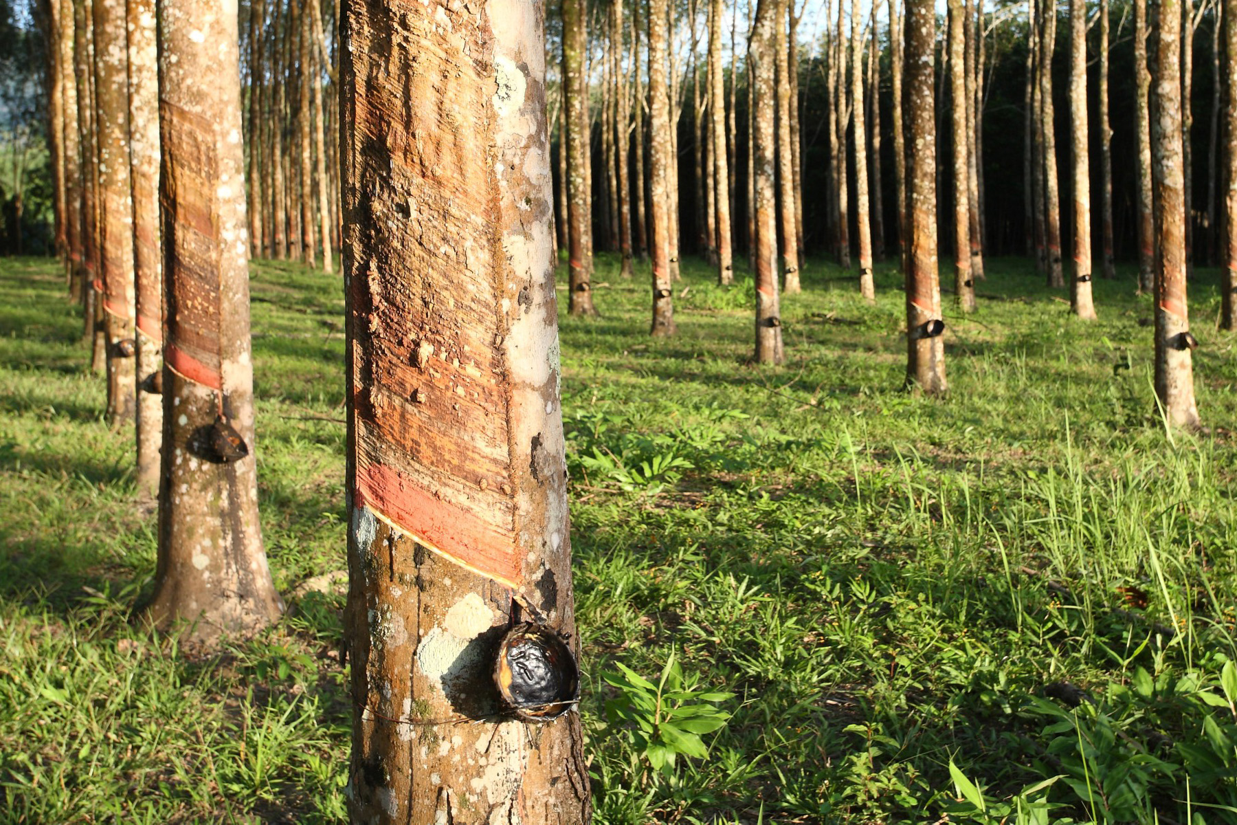rubberwood parawood trees growing at a rubber farm