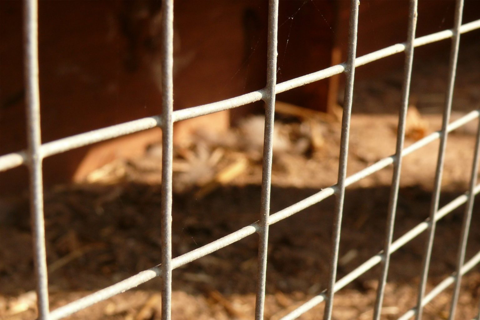 How To Install A Welded Wire Fence Like A Pro