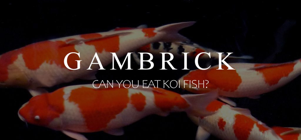can you eat koi fish banner
