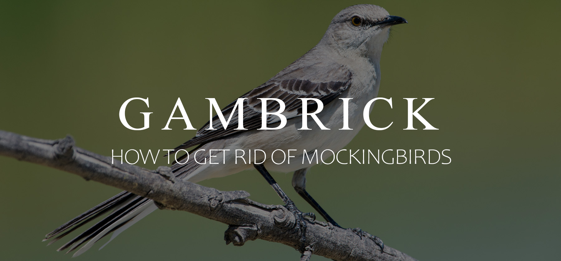how to get rid of mockingbirds banner