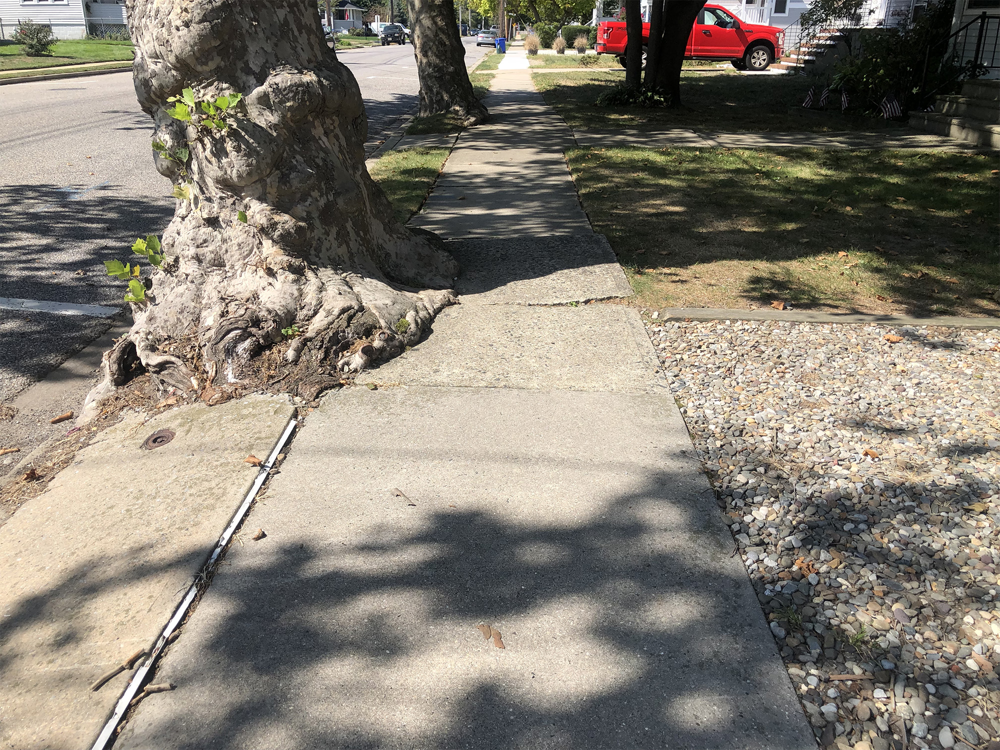 why do sidewalks crack roots upheave sidewalk