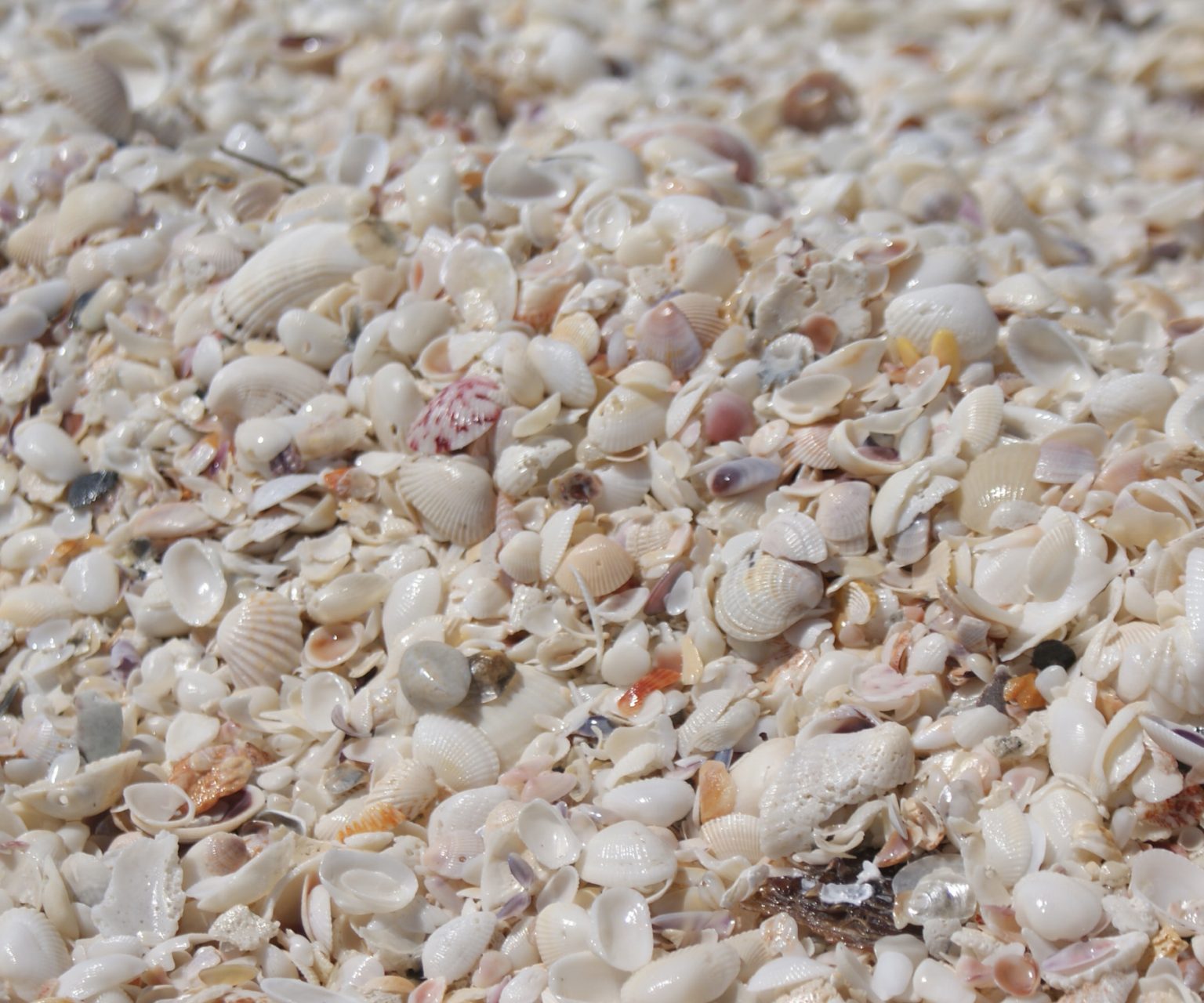 How Are Seashells Made? Modern Design