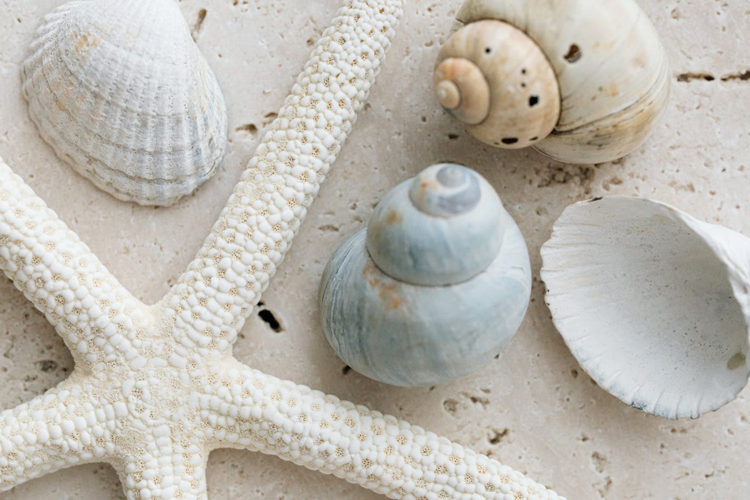 How Are Seashells Made? Modern Design