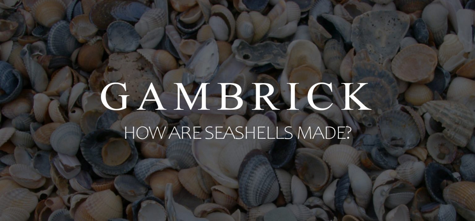 How Are Seashells Made? Modern Design