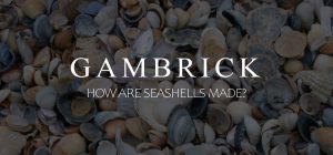 how are seashells made banner 1.1