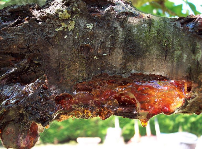What Is Tree Sap? Modern Design