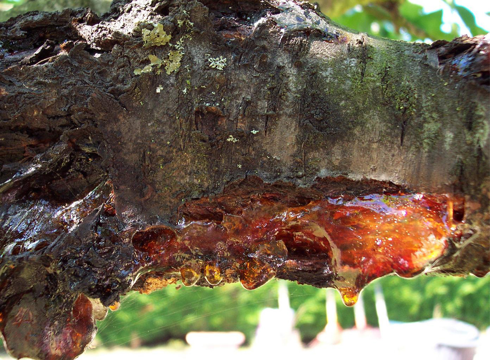 what is tree sap - closeup of sap dripping from a branch