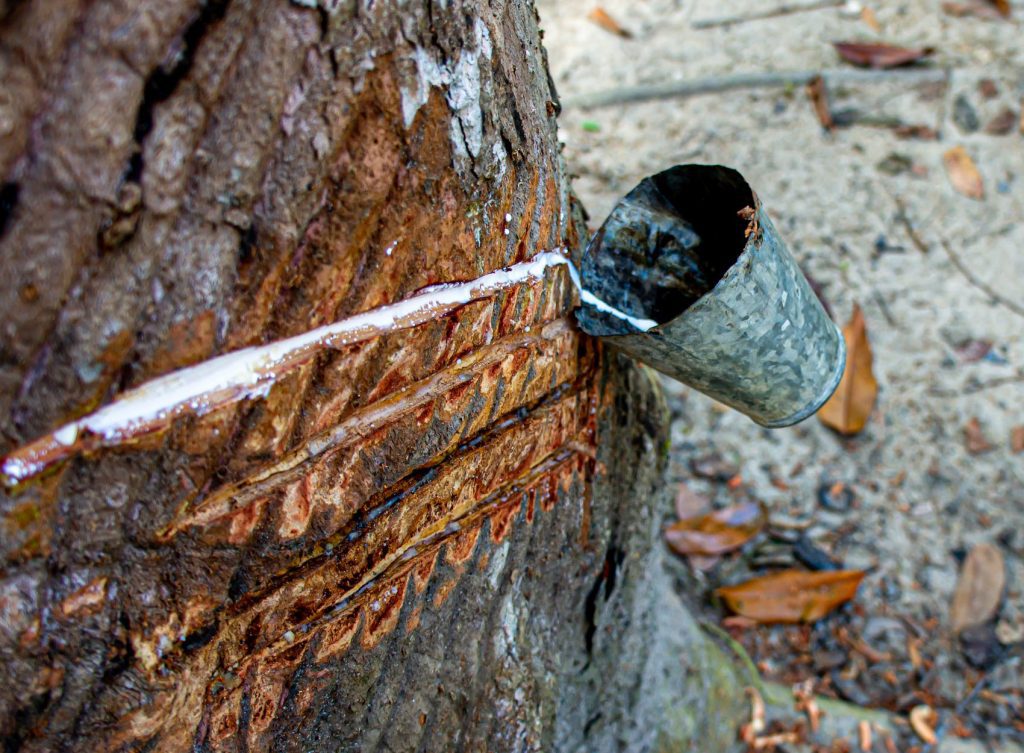 What Is Tree Sap? Modern Design