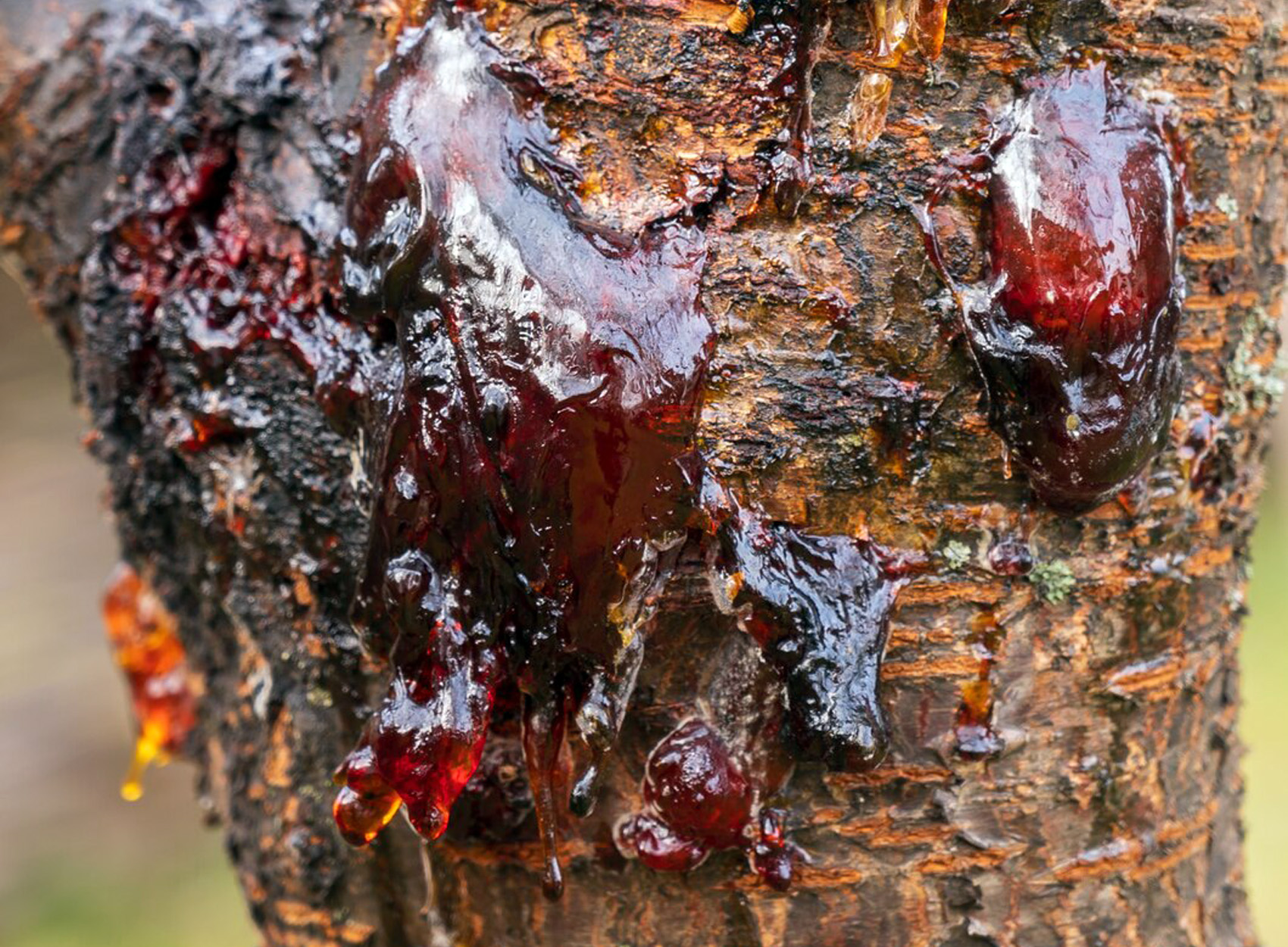what is tree sap - closeup pine tree sap