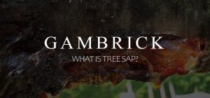 what is tree sap banner