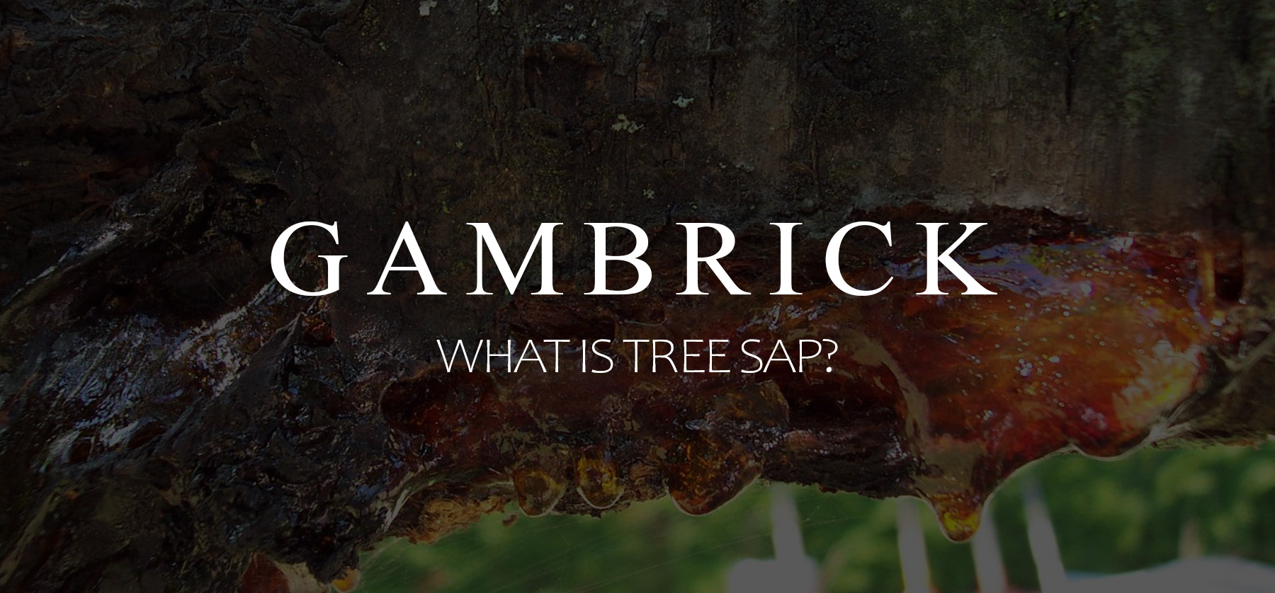 what is tree sap banner 