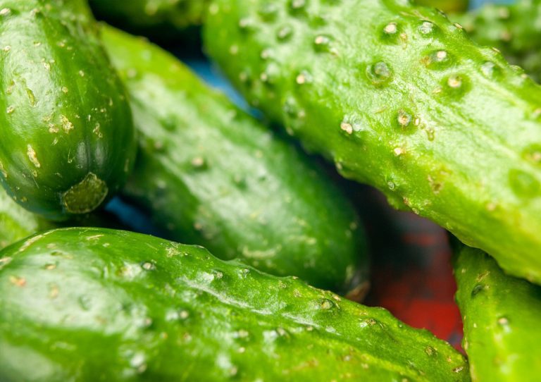 How Much Water Do Cucumbers Need?