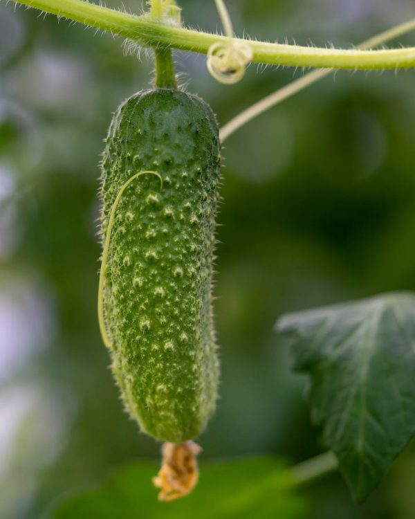 How Much Water Do Cucumbers Need?