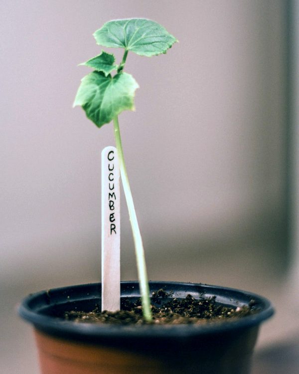 How Much Water Do Cucumbers Need?