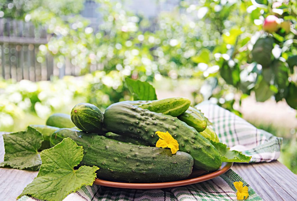 How Much Water Do Cucumbers Need?