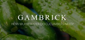 how much water do cucumbers need banner 1.0