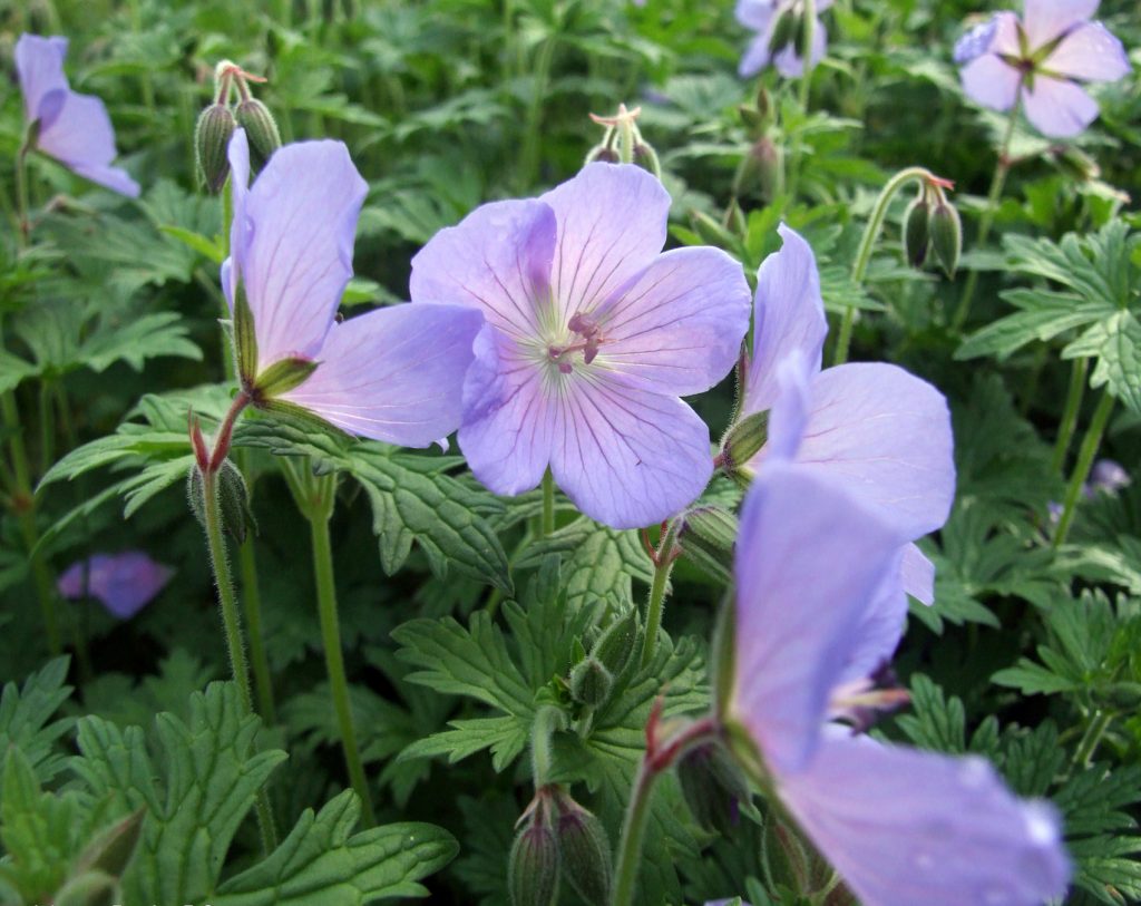 How Much Water Do Geraniums Need?