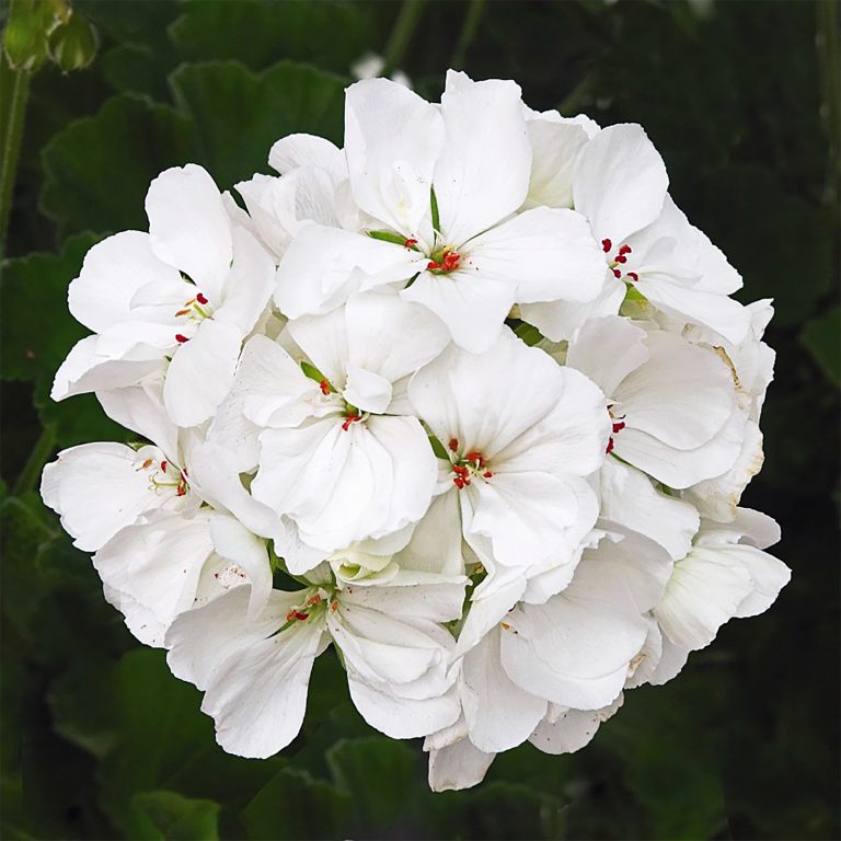 How Much Water Do Geraniums Need?