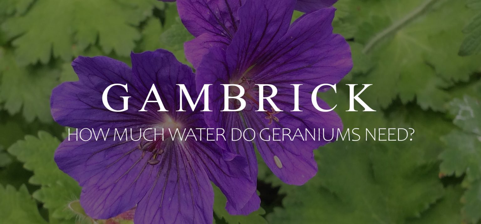 How Much Water Do Geraniums Need?