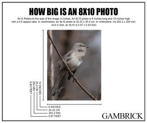 How Big Is An 8x10 Photo infographic chart 1.0