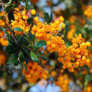flowering plants with thorns - Barberry 1.0