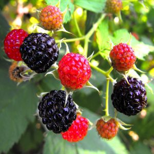 flowering plants with thorns - Blackberry and Raspberry 1.0