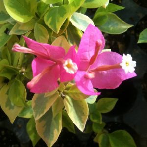 Bougainvillea flower with thorns 1.0