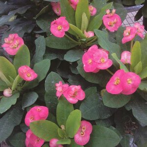 flowering plants with thorns - Crown of Thorns 1.0