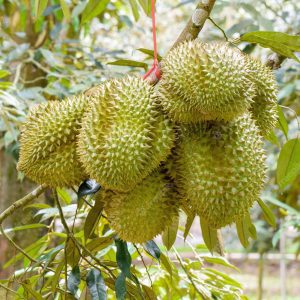 flowering plants with thorns - Durian 1.0
